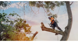 arborist located near me
