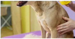 IVDD in dogs treatment